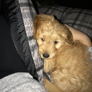 Meet your Posher, Sydney